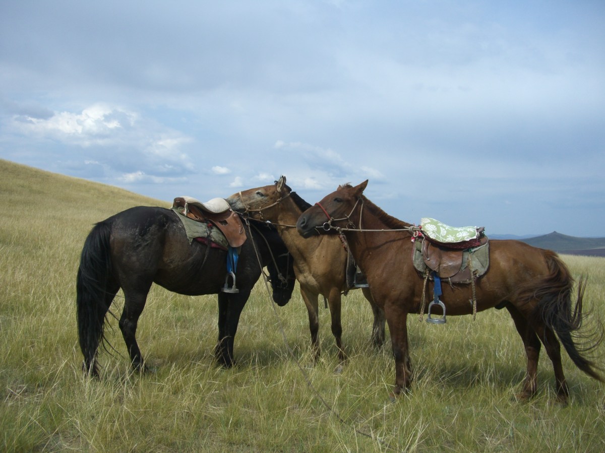 モンゴルの馬