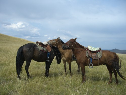 モンゴルの馬