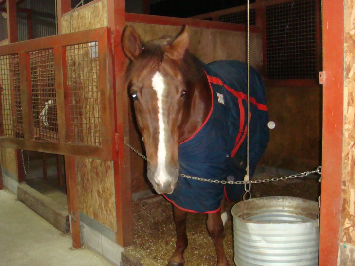 2013丹馬ライディングクラブ 127