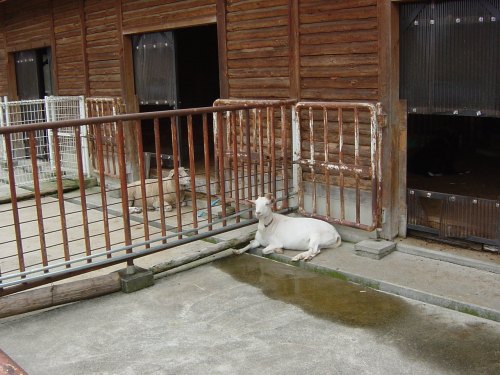 山羊さんがいたりします