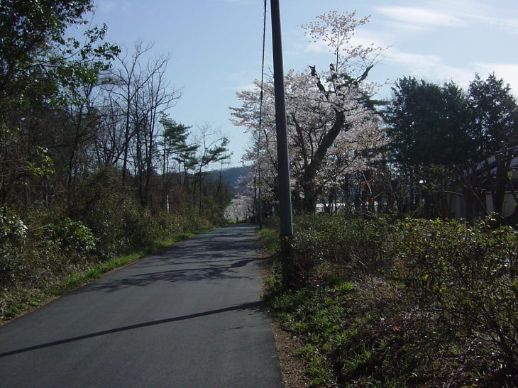 隣の農業大学付近満開の桜（１）