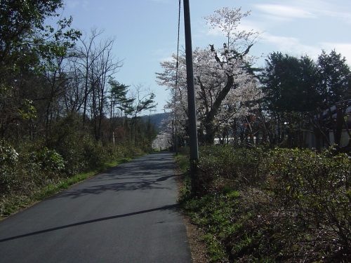 隣の農業大学付近満開の桜(1)