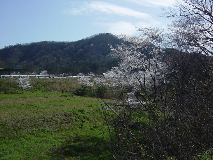 隣の農業大学付近満開の桜（２）