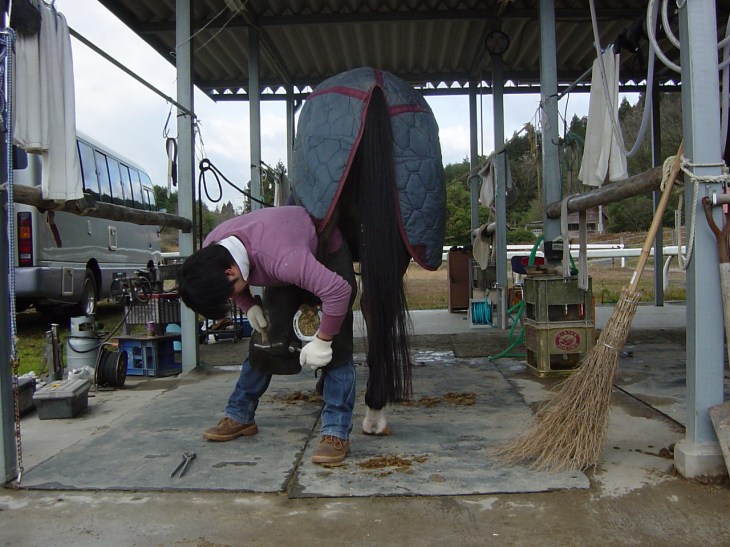 古い蹄鉄を取外し中