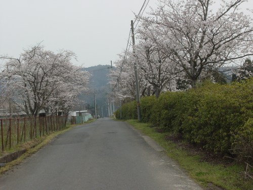 高速道路から桜に囲まれた馬場を望む(1)