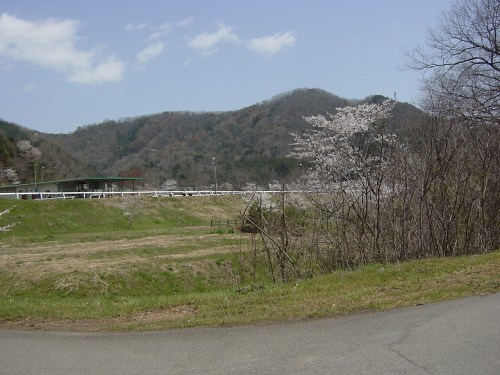 高速道路から桜に囲まれた馬場を望む(2)
