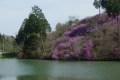 楞厳寺からため池の向こうに見える満開のツツジ