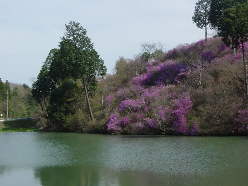 楞厳寺からため池の向こうに見える満開のツツジ