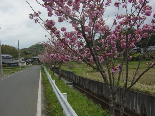 ふれあい牧場に入る道筋のぼたん桜並木