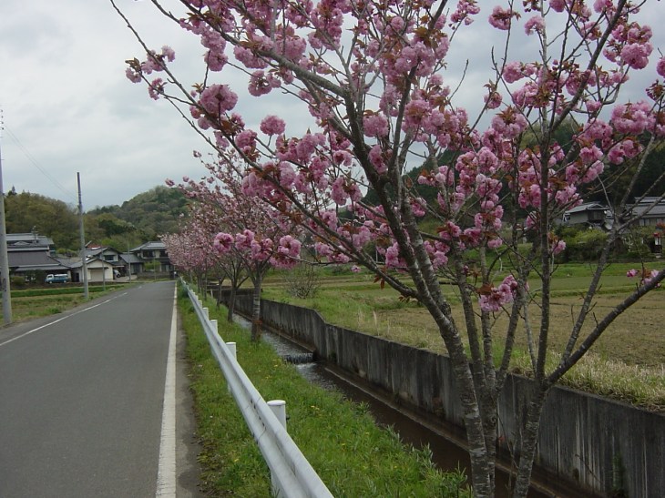 ふれあい牧場に入る道筋のぼたん桜並木