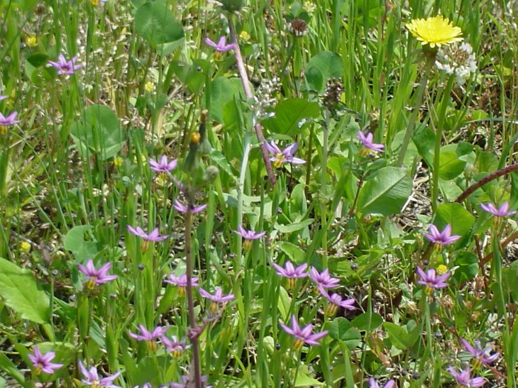 馬場入口の足元に咲く小さな花達も歓迎