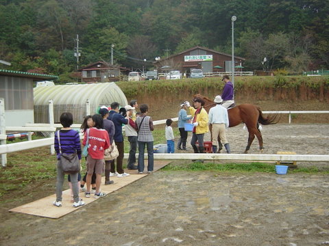 水はけのよい馬場も水溜り、ベニヤ板で通路を確保