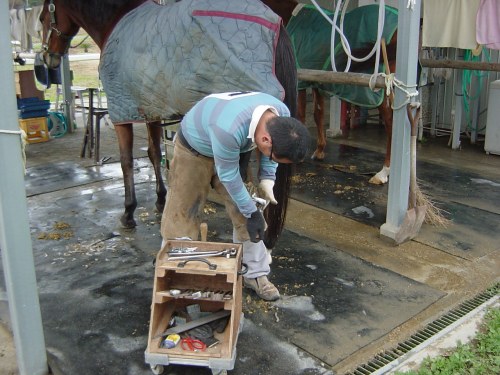 脚を持ち上げ削蹄始まり