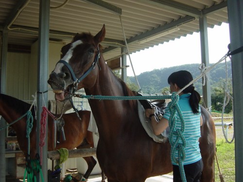会員による馬装の準備