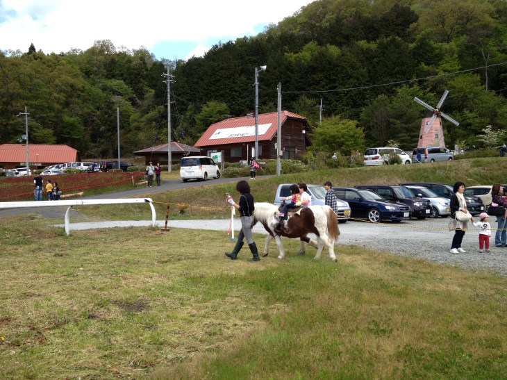 ポニーによる幼児の乗馬