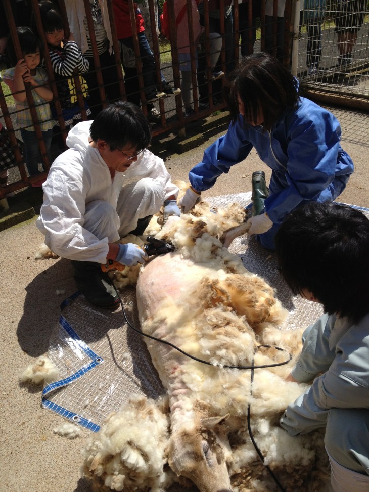 クラブ会員による羊の毛刈り風