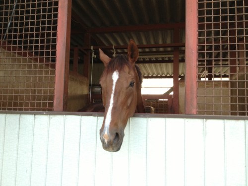 マーブルチーフです