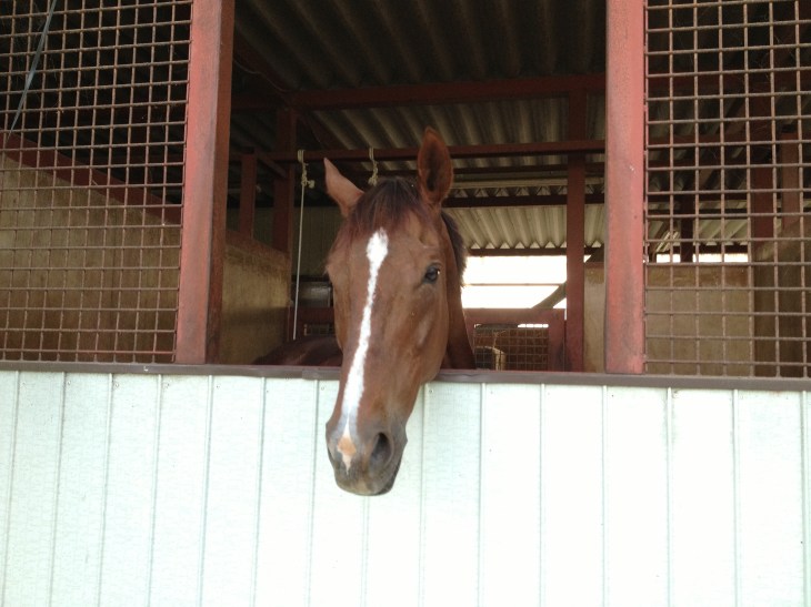 マーブルチーフです