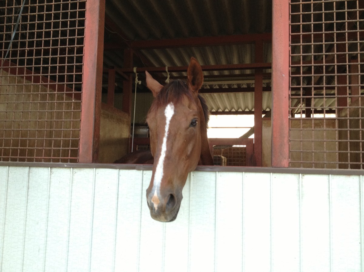 マーブルチーフです