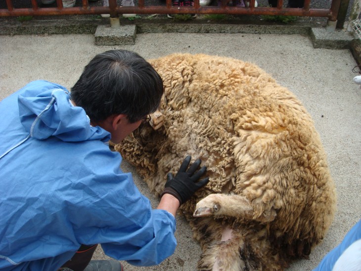 2014春ふれあい祭り 055