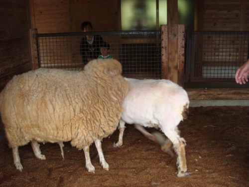 2014春ふれあい祭り 059