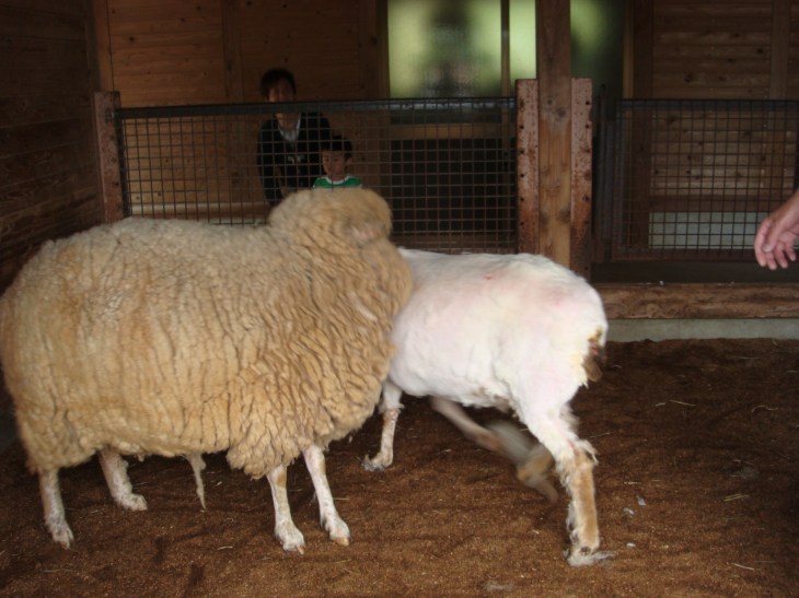 2014春ふれあい祭り 059