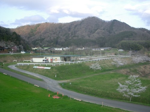 2015.4.2桜満開 005