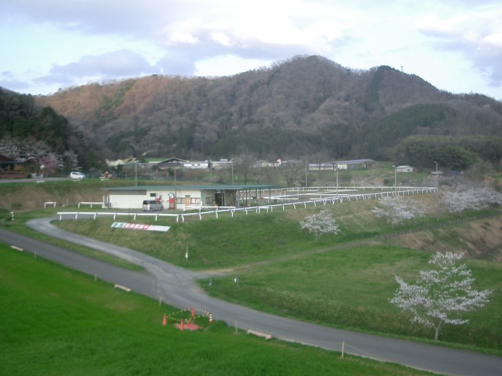 2015.4.2桜満開 005