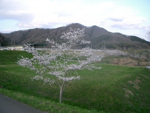2015.4.2桜満開 009