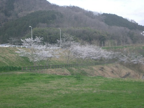 2015.4.2桜満開 010
