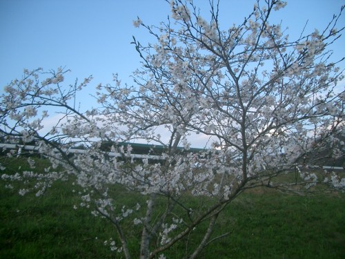 2015.4.2桜満開 012