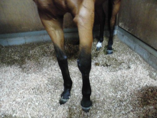 ジェニエ左前肢腫れ