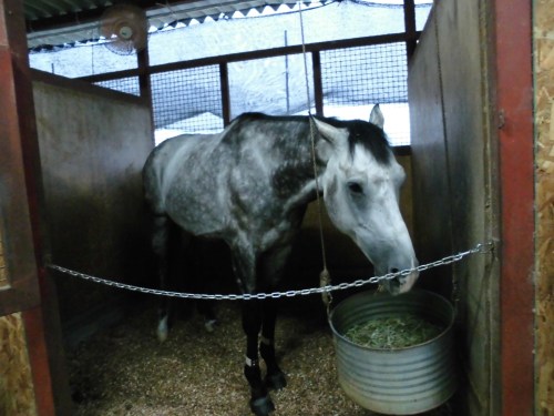 プレドーン相変わらず食欲旺盛